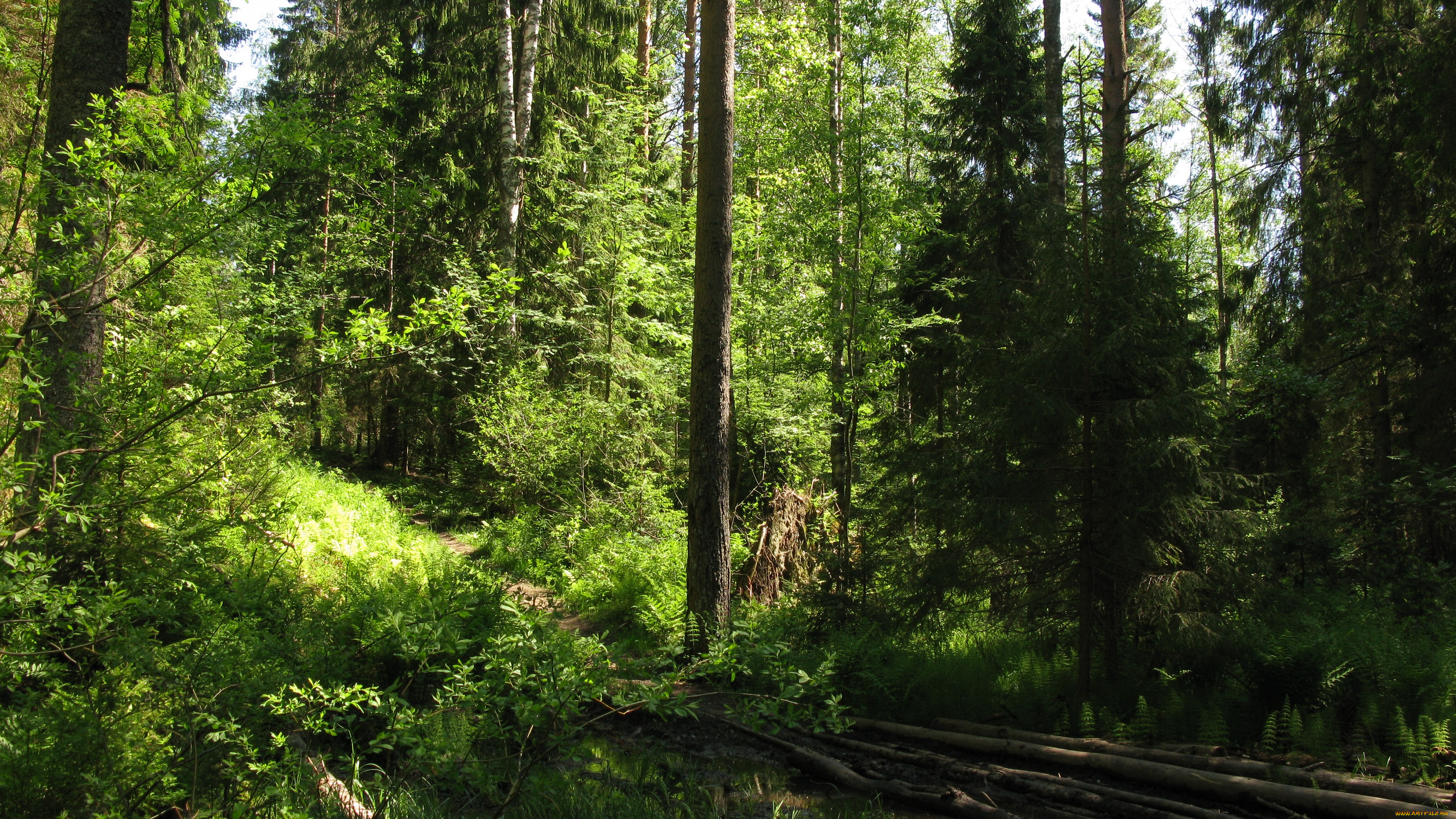 лесная, тропа, природа, лес, лето, тропинка, деревья, ели, тайга, карелия