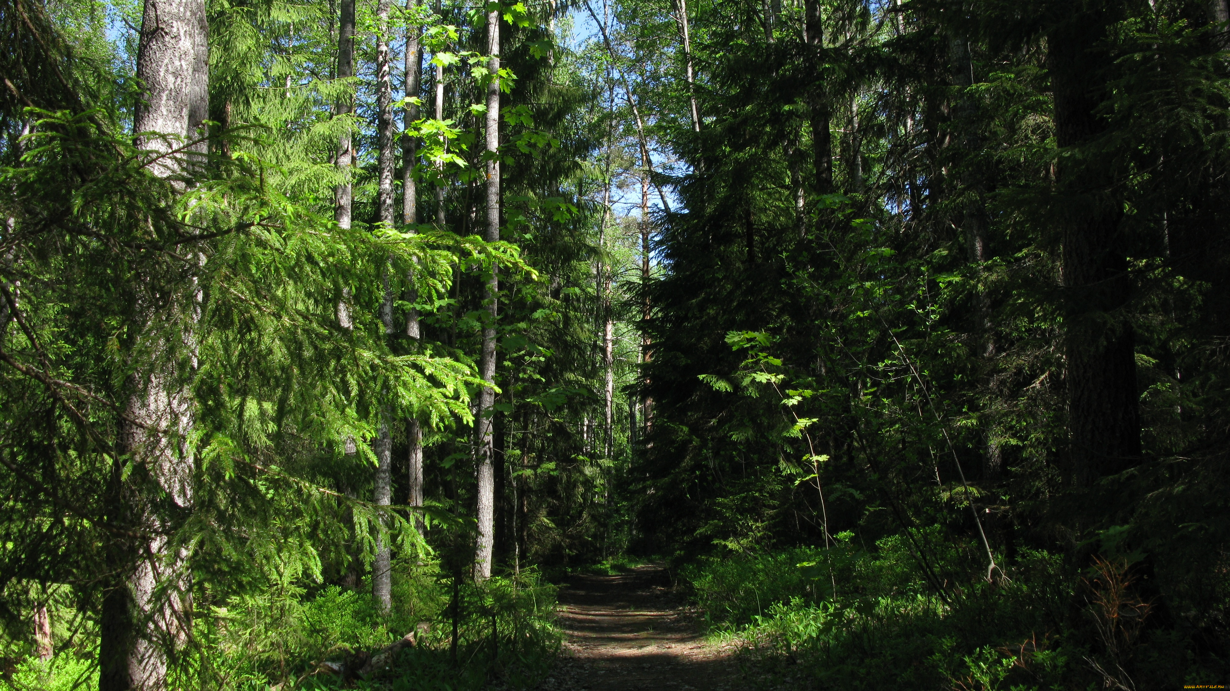 лесная, тропа, природа, лес, лето, тропинка, деревья, ели, тайга, карелия