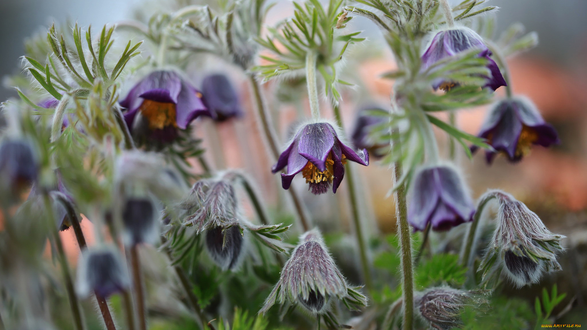 цветы, анемоны, , сон-трава, первоцветы, сон-трава, весна