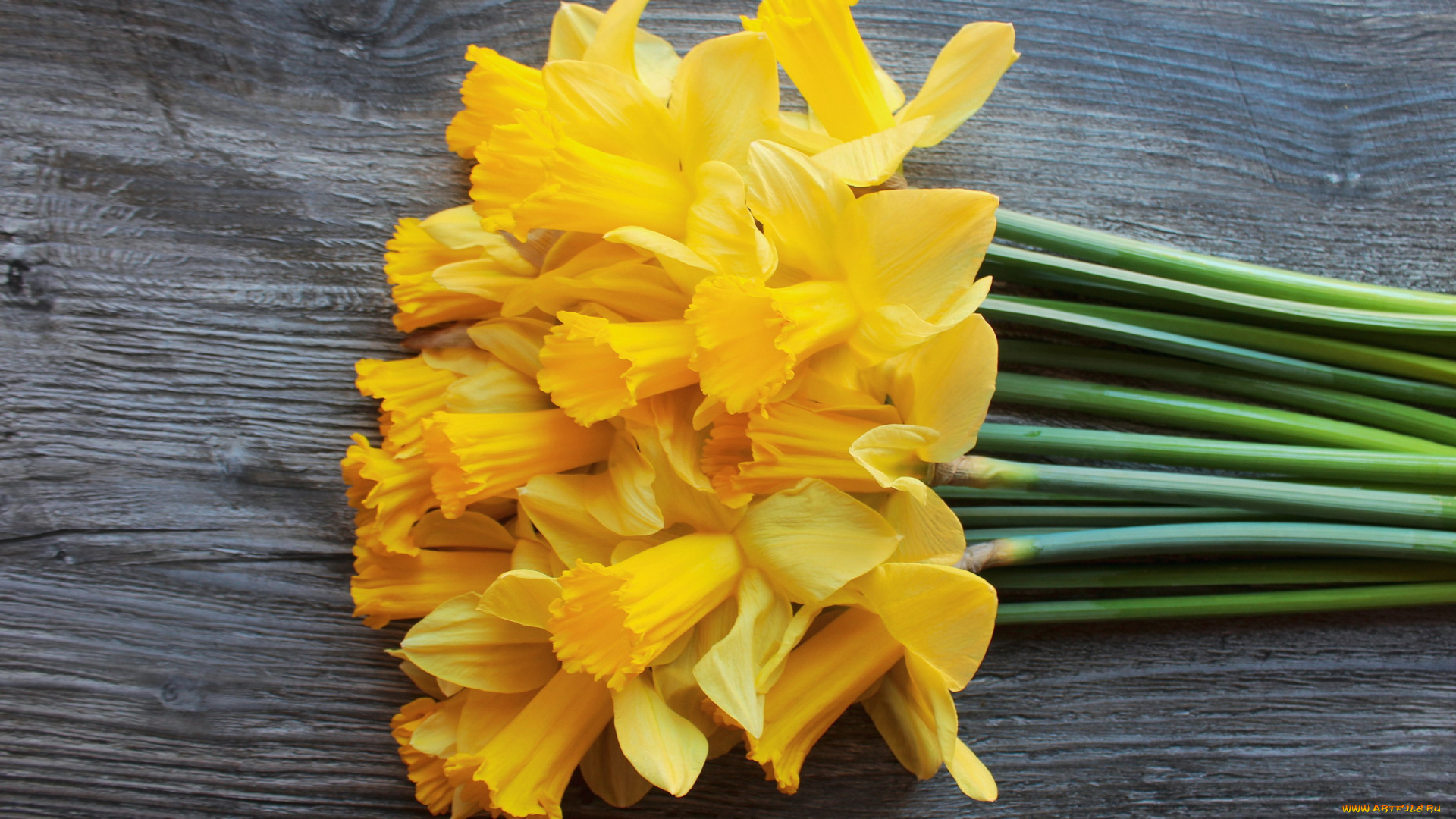 цветы, нарциссы, желтые, весна