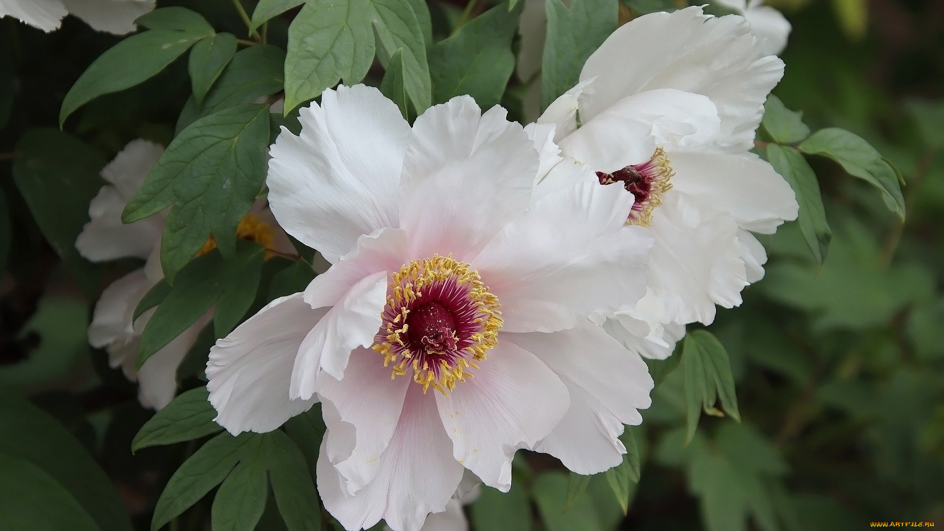 цветы, пионы, белые, макро