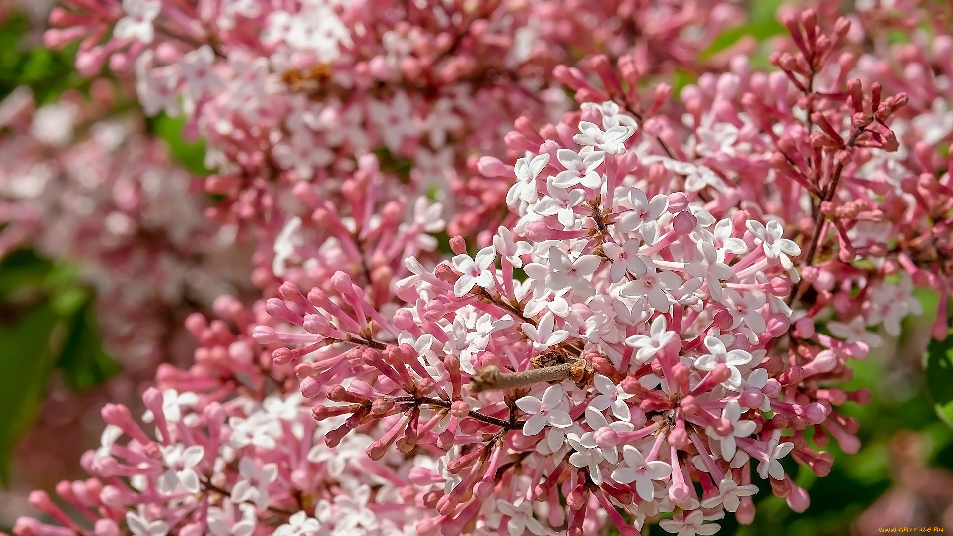 цветы, сирень, цветущая, весна