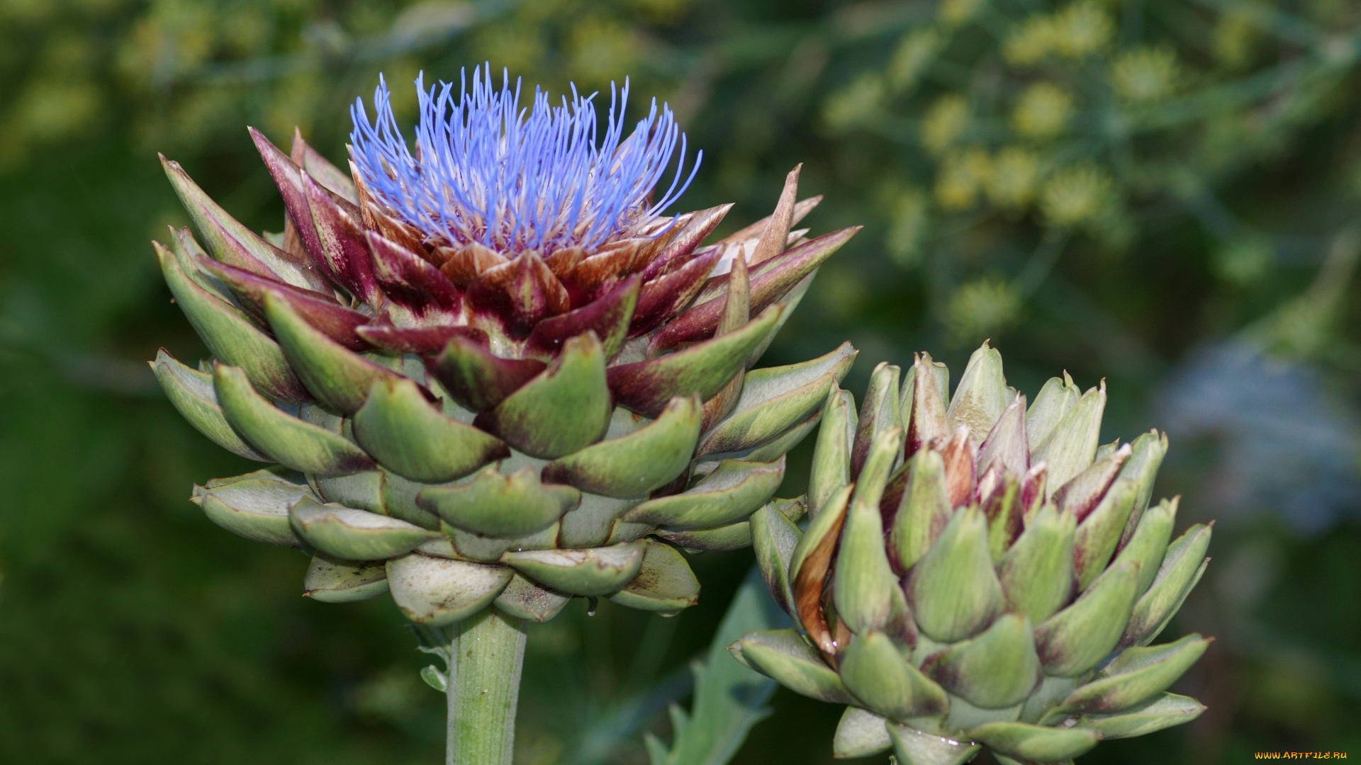 природа, плоды, артишок