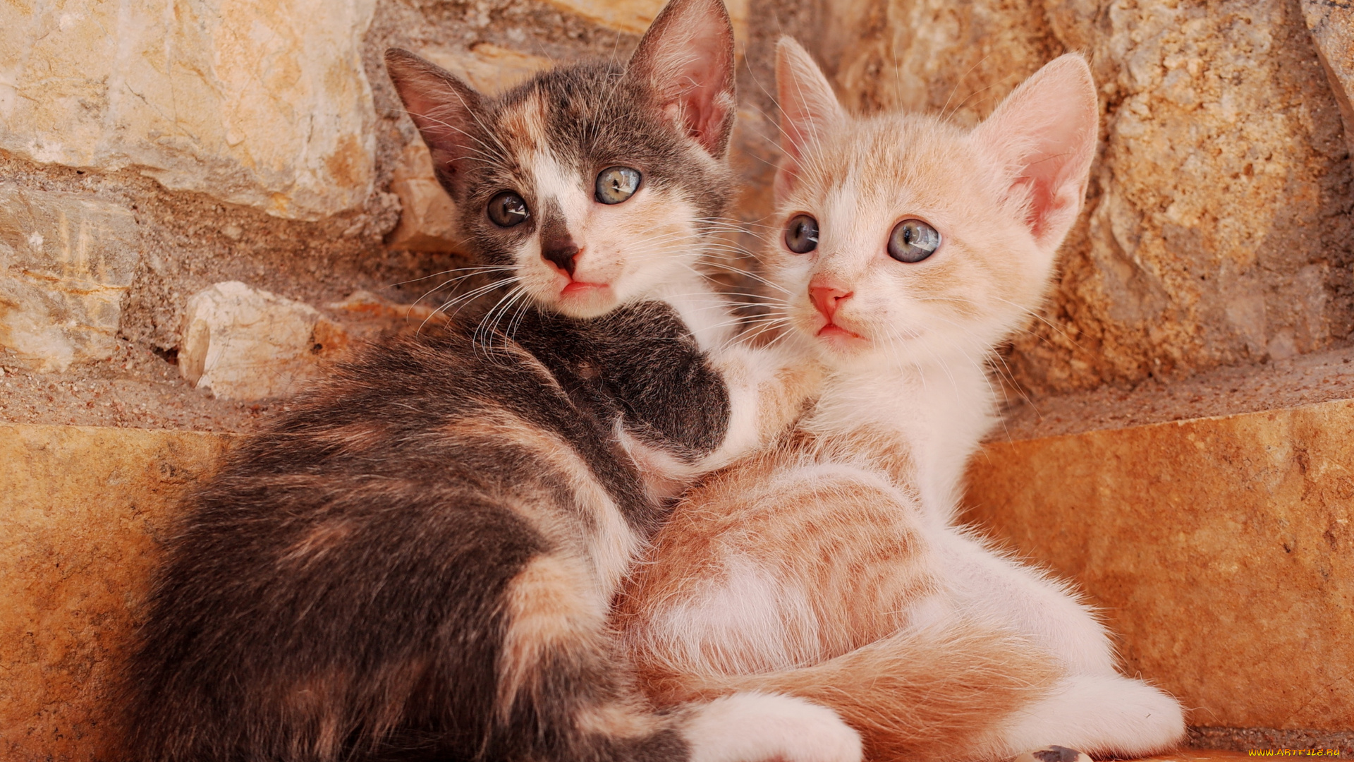 животные, коты, котята, комочки, шерсти, няшные, существа, да, и, лучшие, друзья, человека, мур, мяу