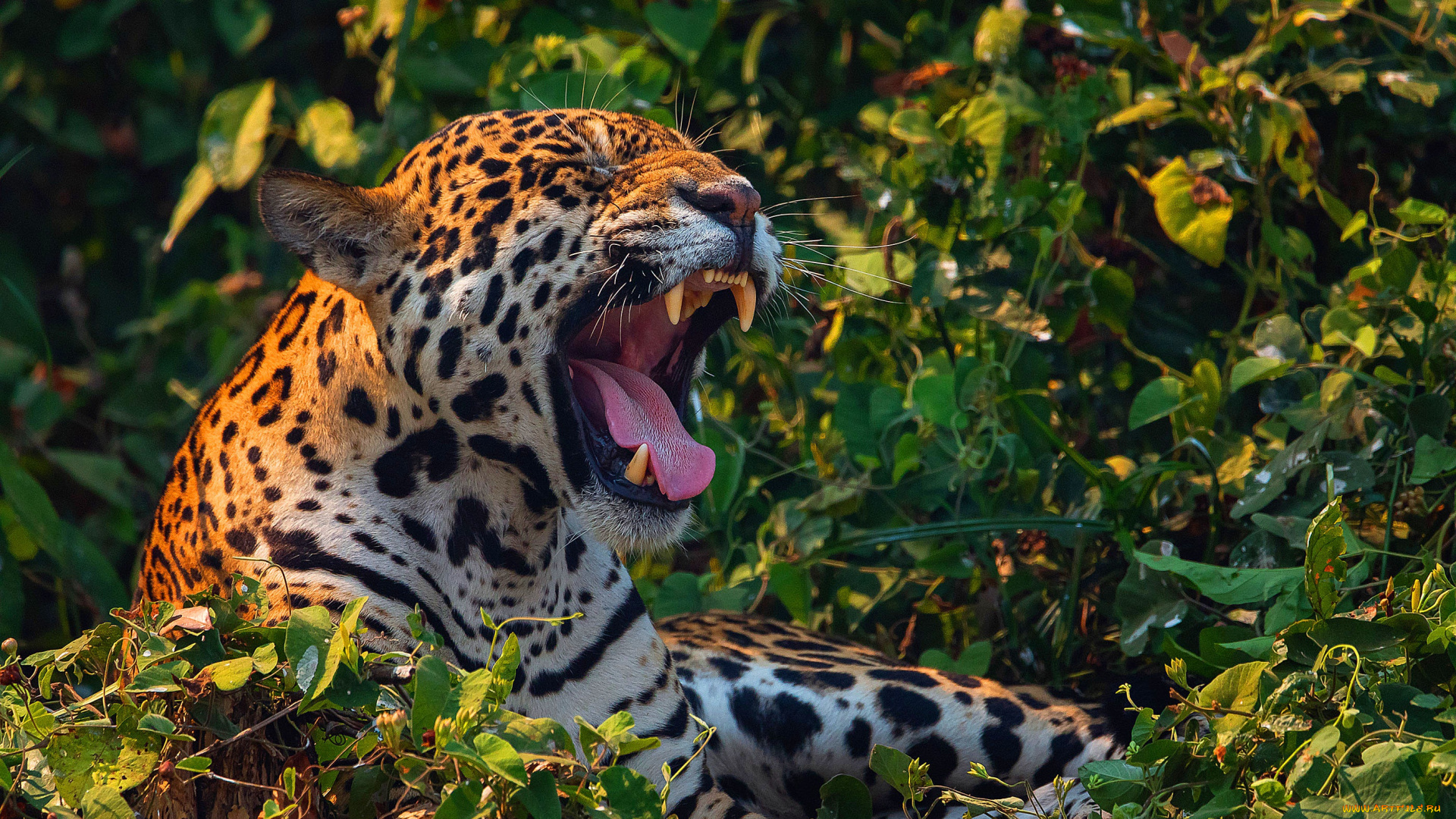 животные, ягуары, ягуар, клыки, морда, хищник, дикая, кошка, большая, оскал