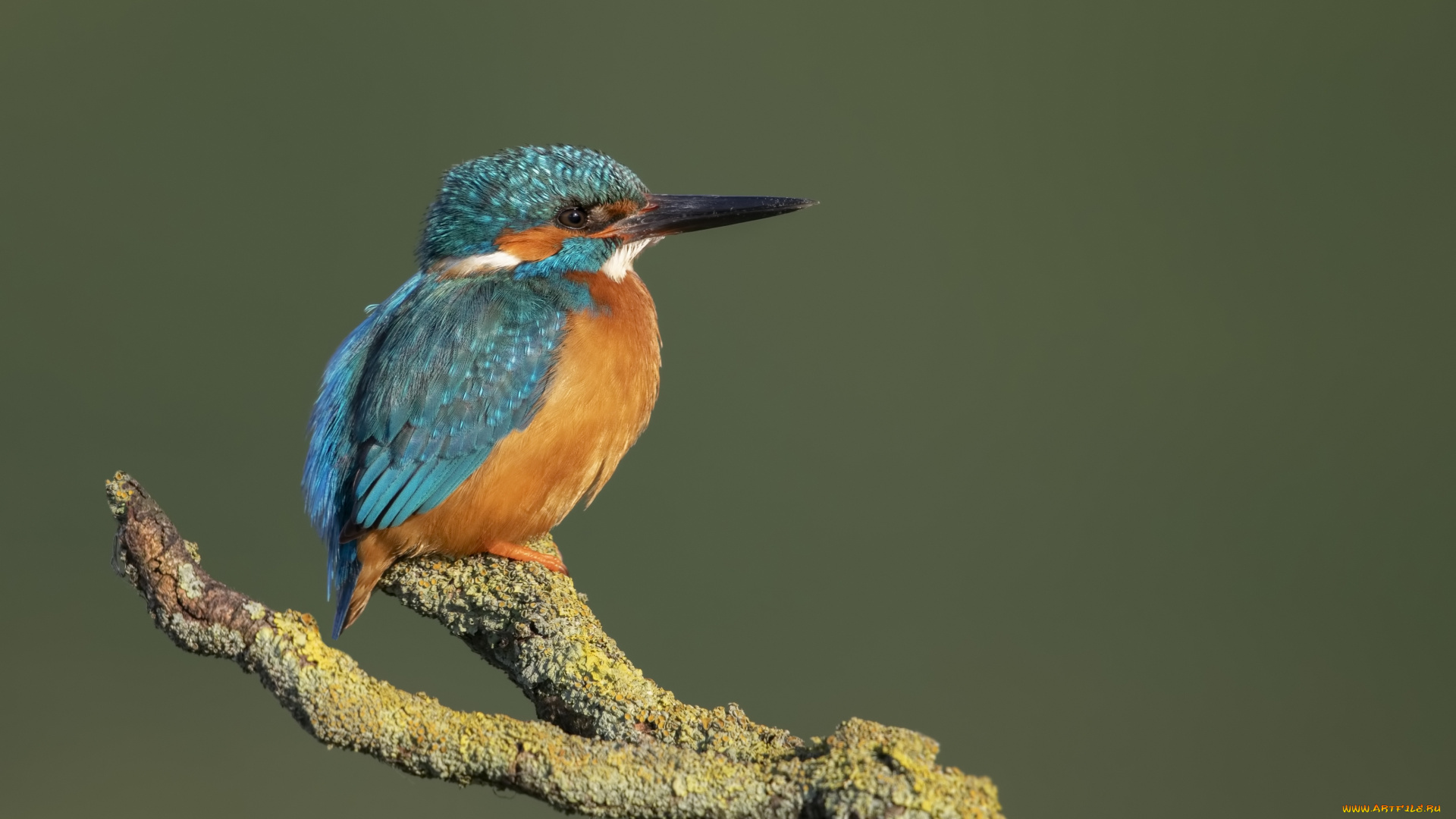 животные, зимородки, птица, ветка, зимородок