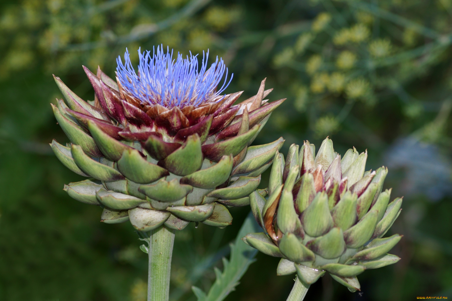 природа, плоды, артишок