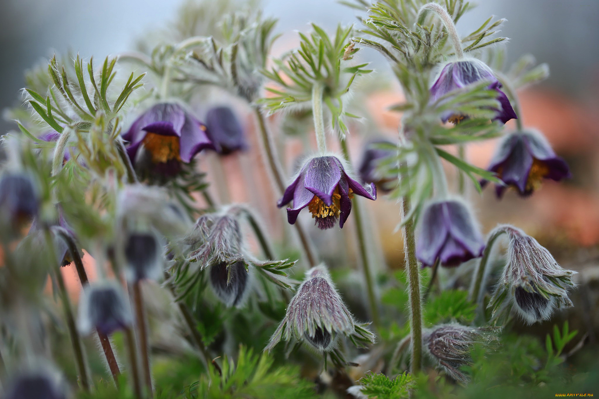 цветы, анемоны, , сон-трава, первоцветы, сон-трава, весна