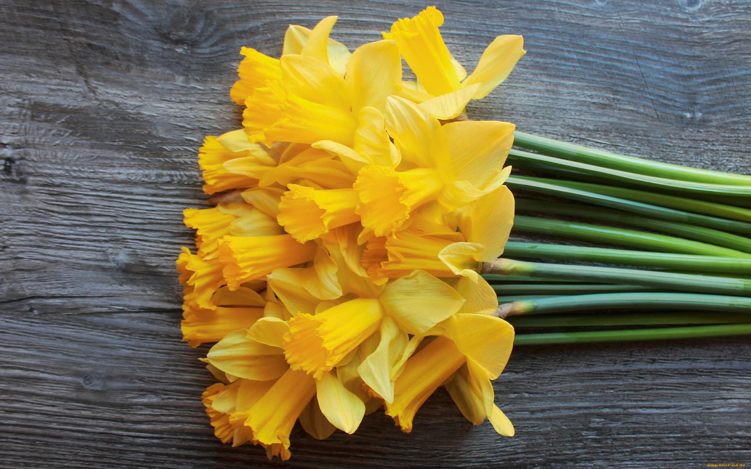 цветы, нарциссы, желтые, весна