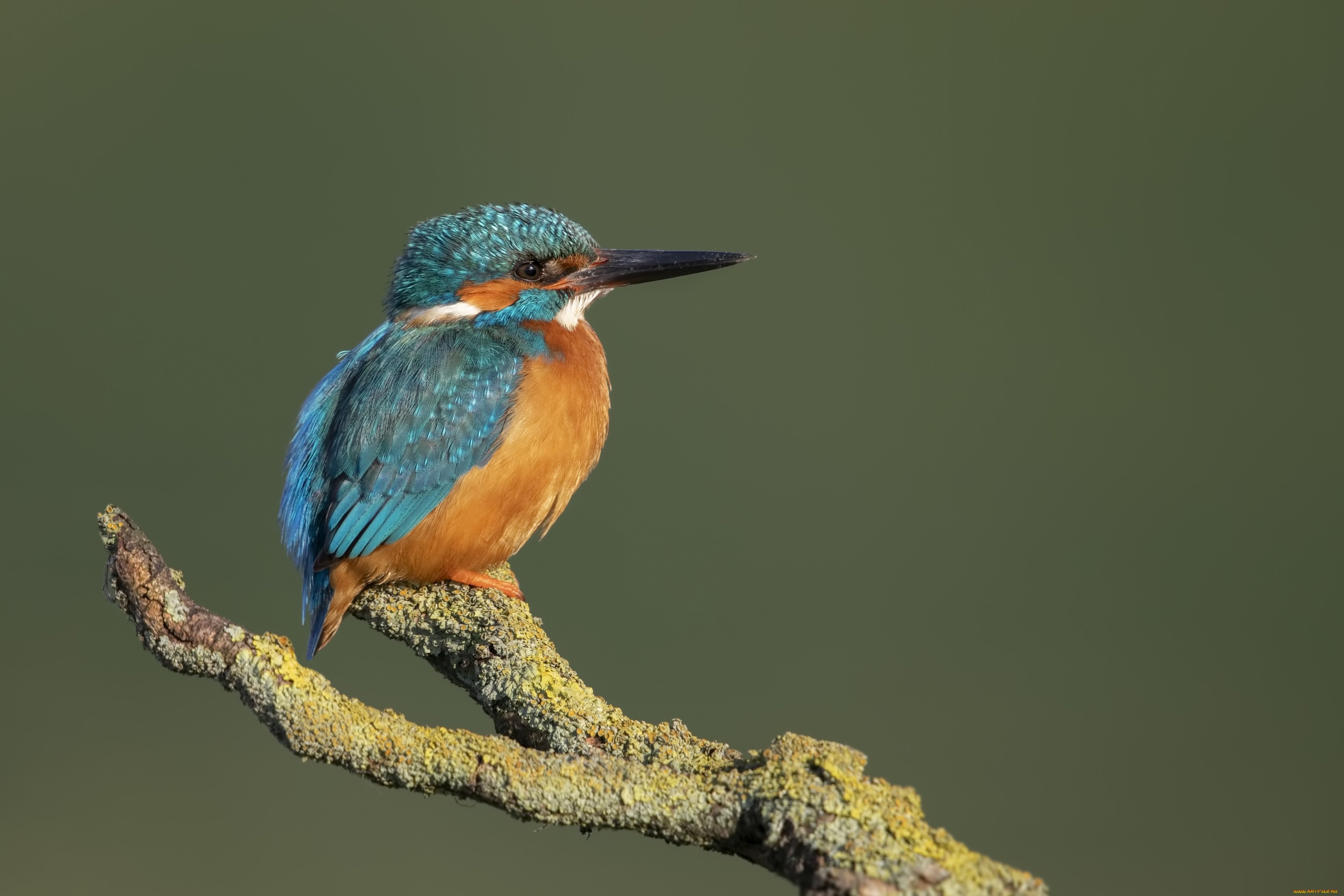 животные, зимородки, птица, ветка, зимородок