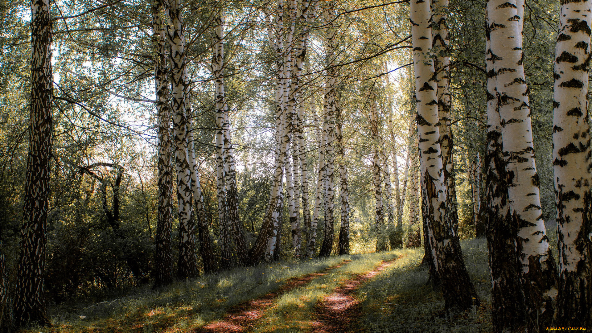 природа, лес, березовая, роща, тропинка