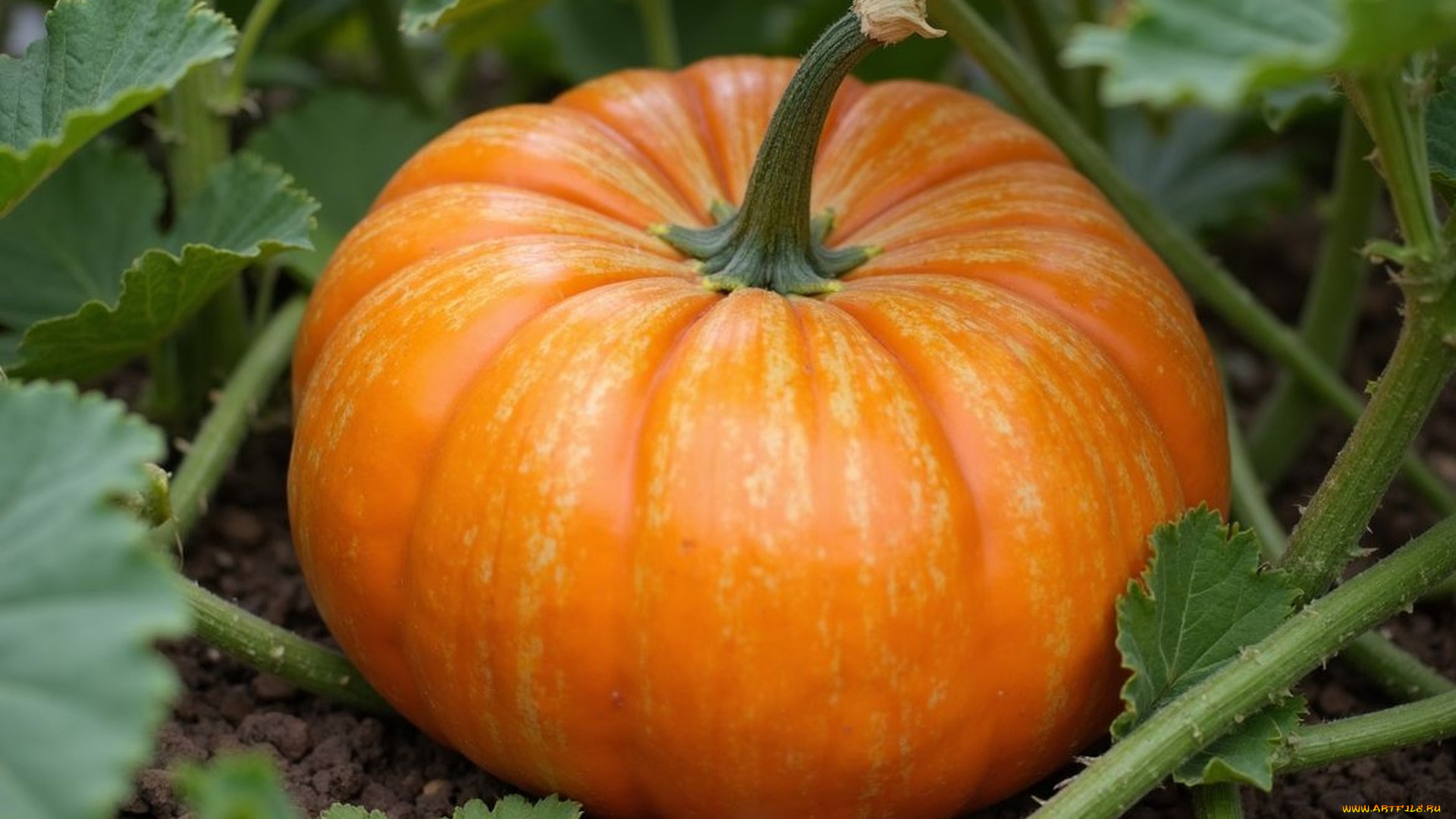 еда, тыква, большая, оранжевая