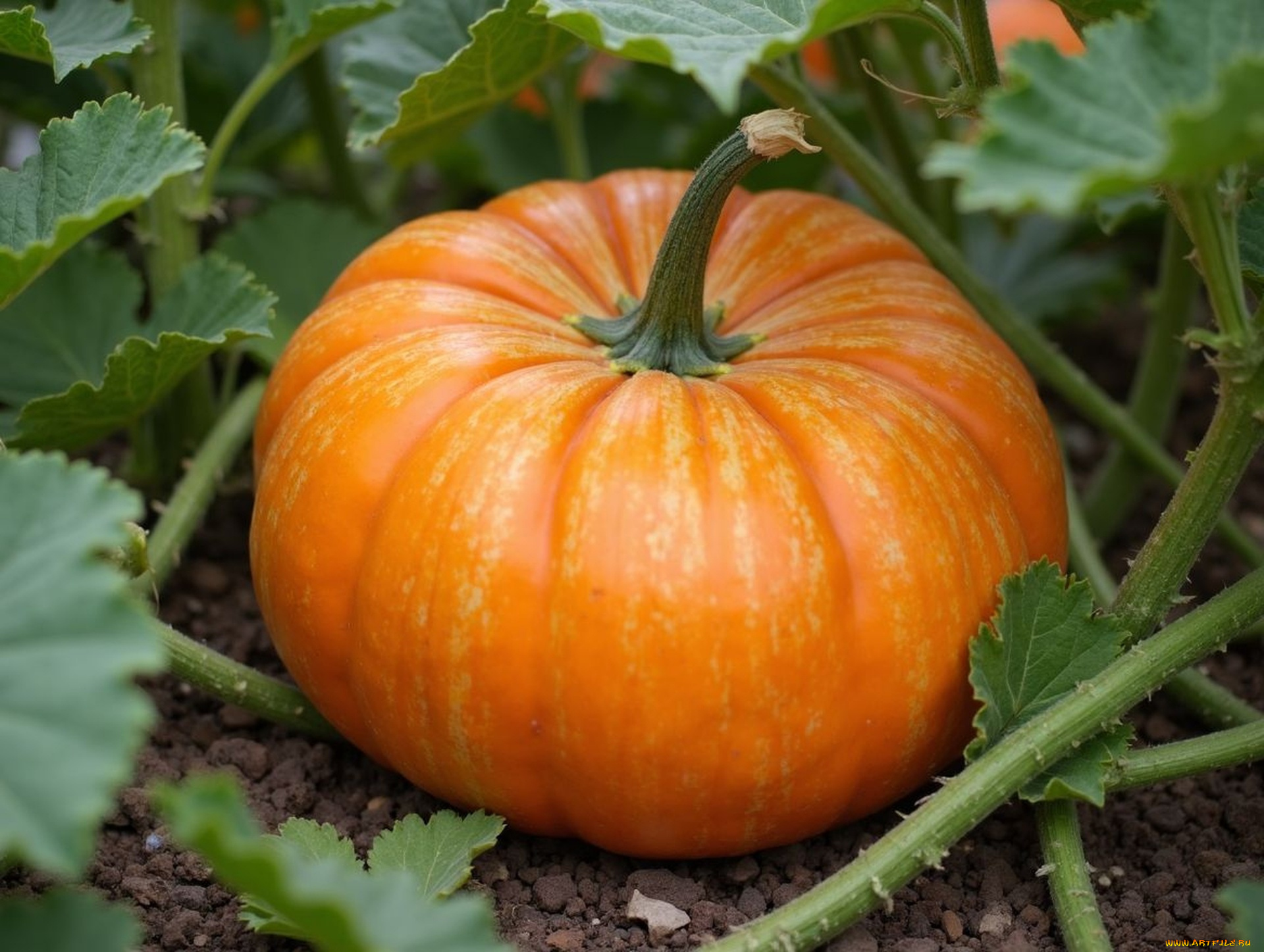 еда, тыква, большая, оранжевая