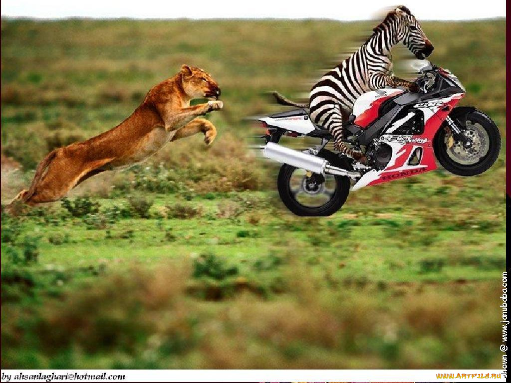 юмор, приколы