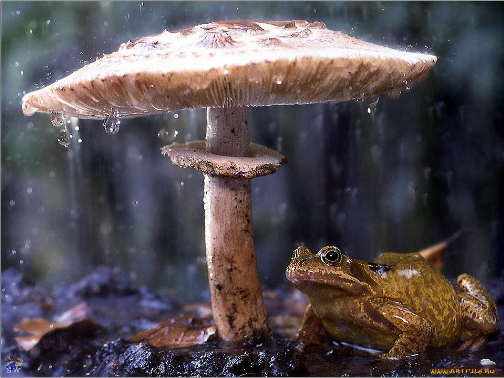 животные, лягушки