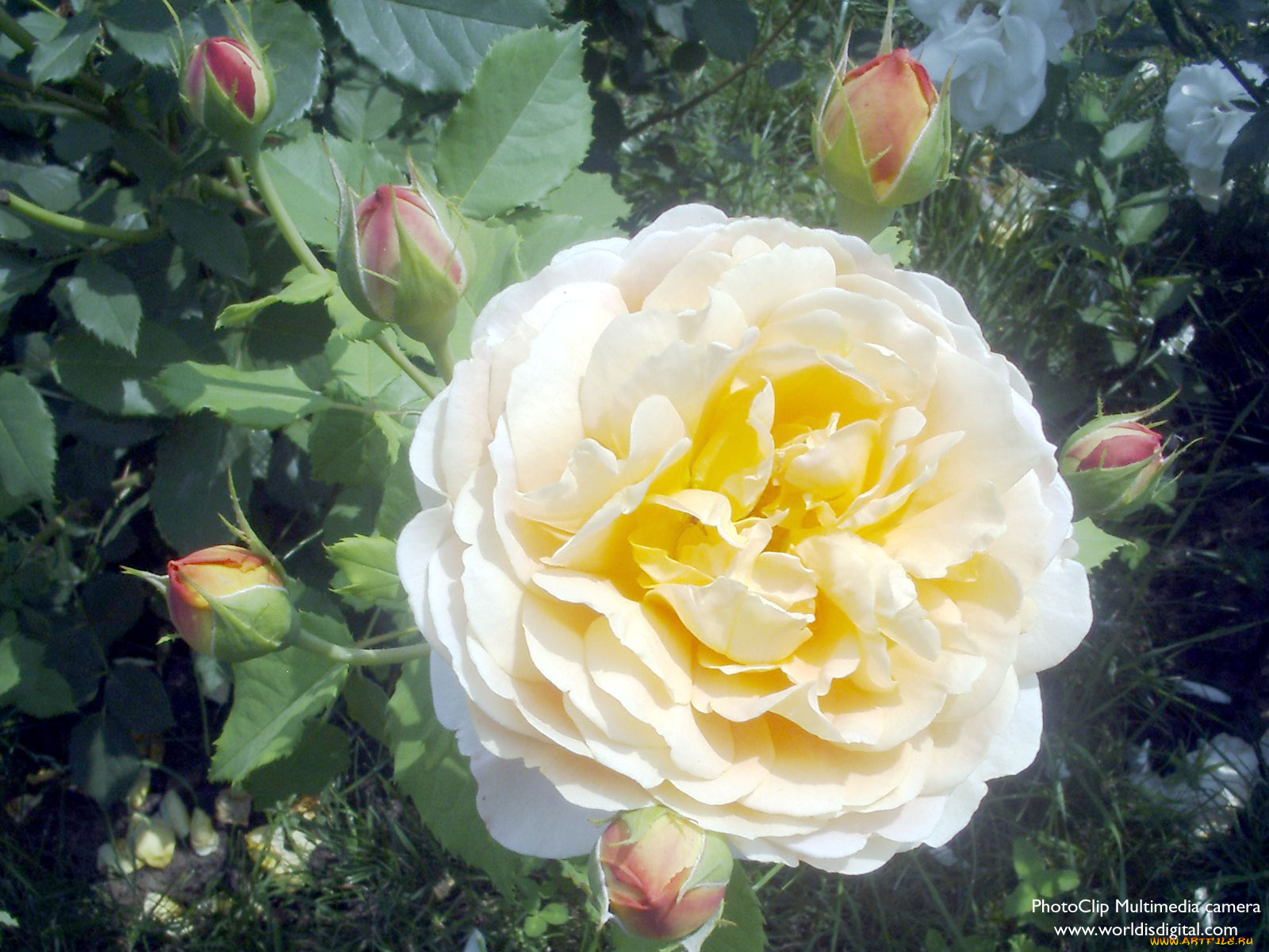 цветы, розы