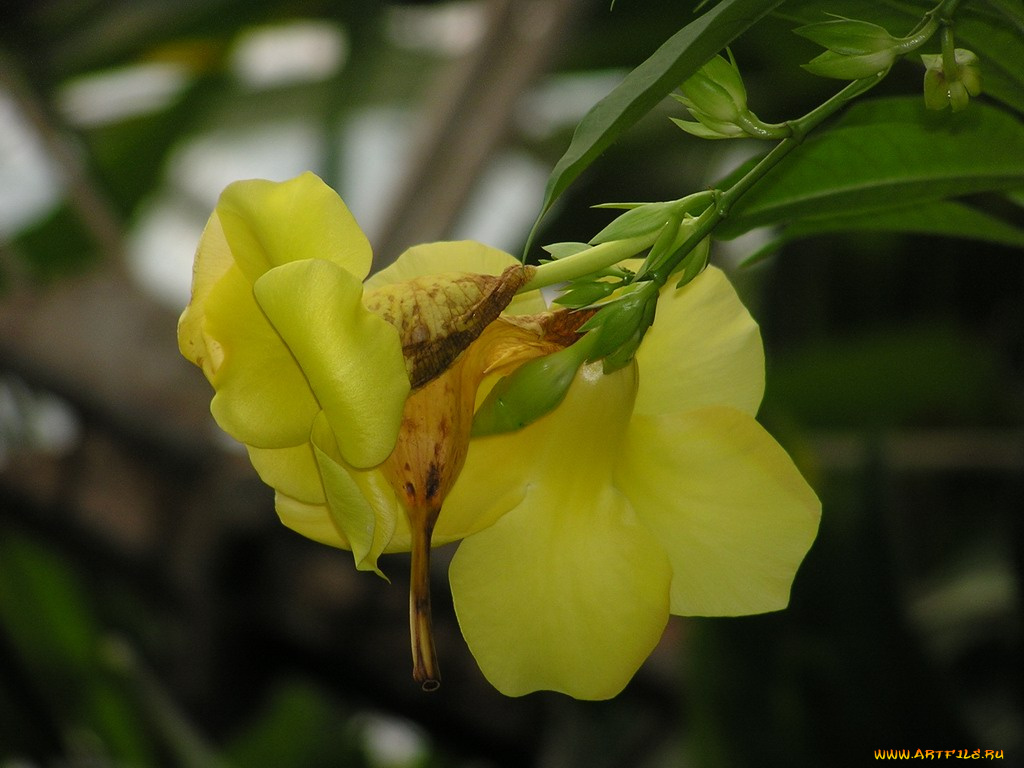 цветы, алламанда