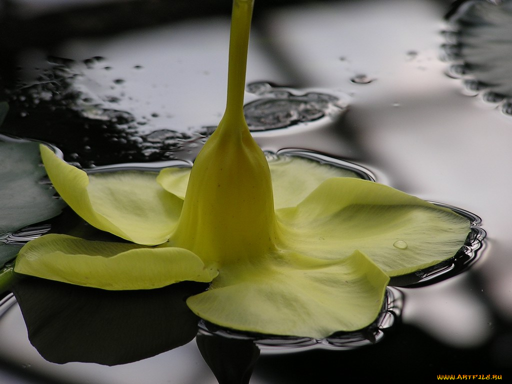 цветы, алламанда