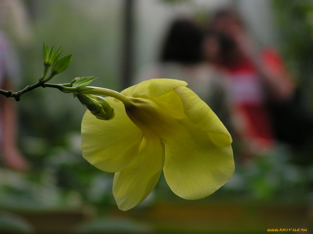 цветы, алламанда