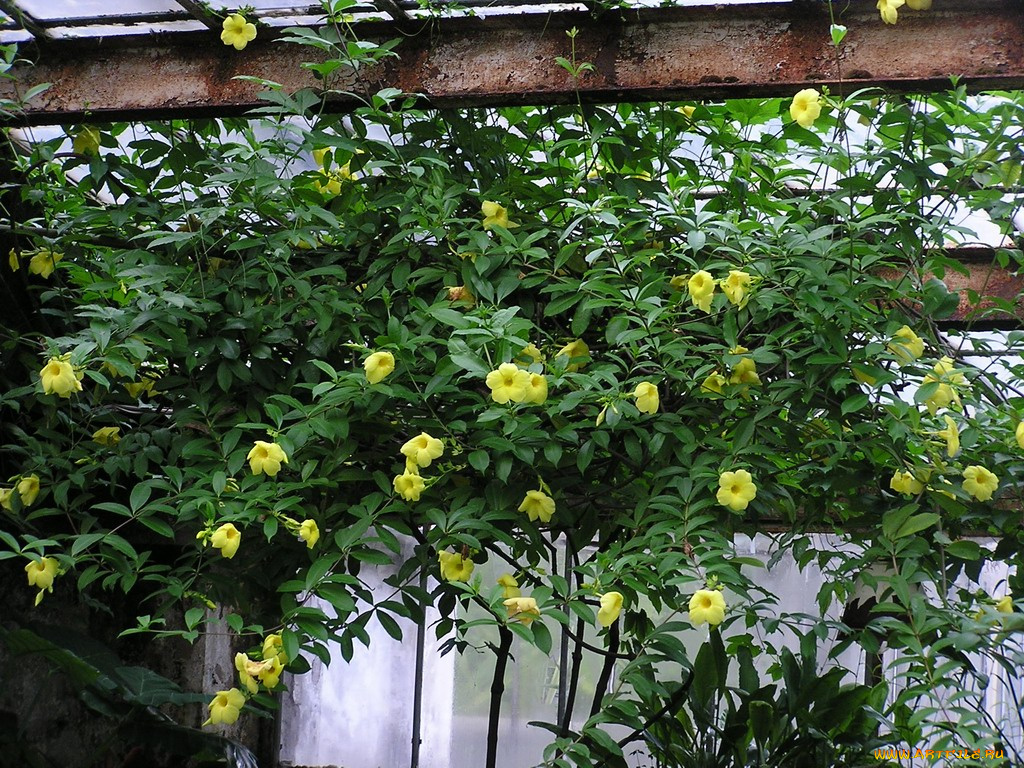 цветы, алламанда