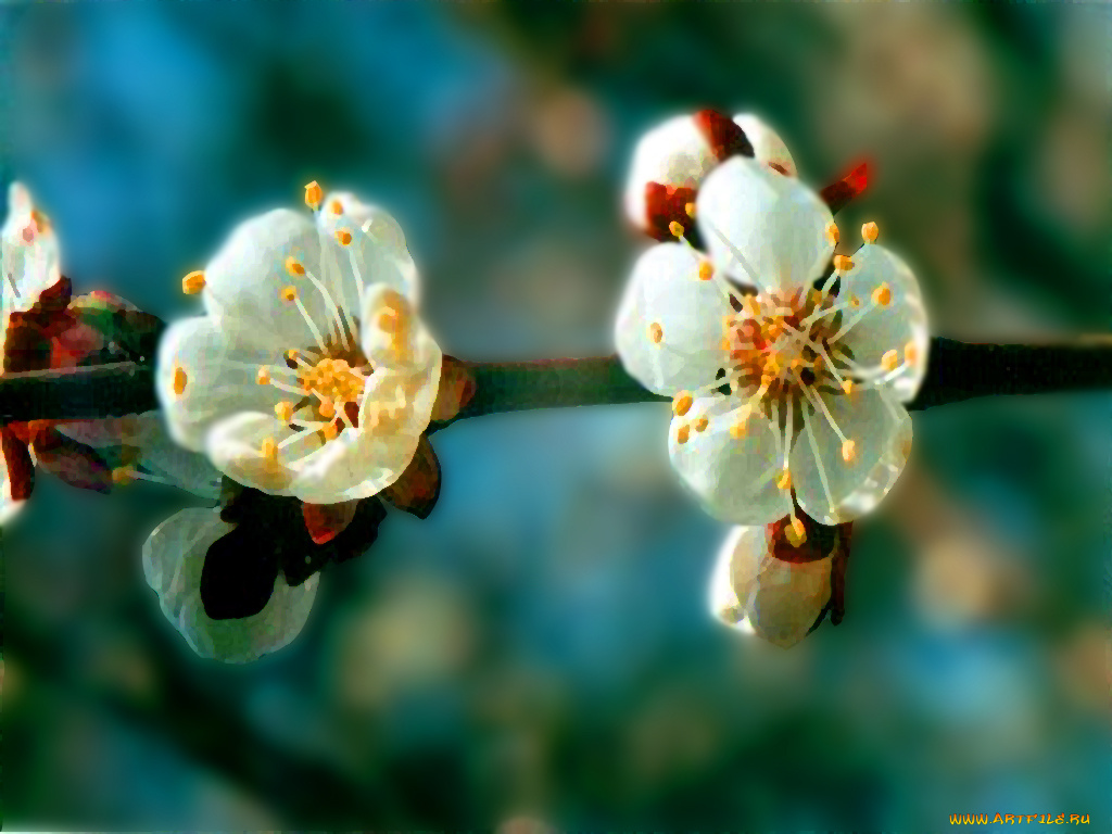 цветы, цветущие, деревья, кустарники