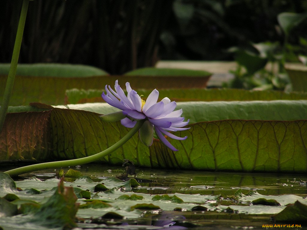 цветы, лилии, водяные, нимфеи, кувшинки