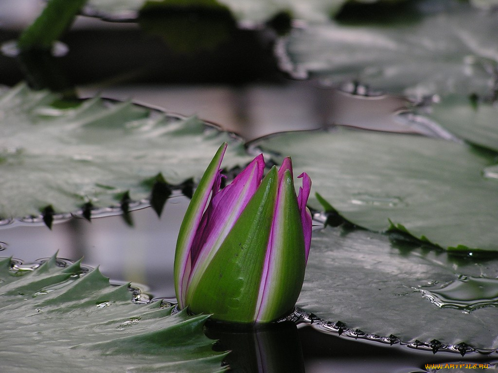 цветы, лилии, водяные, нимфеи, кувшинки