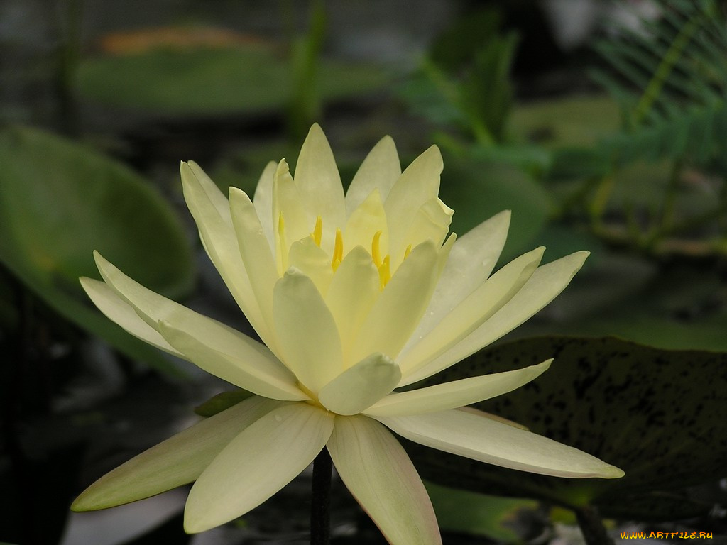 цветы, лилии, водяные, нимфеи, кувшинки