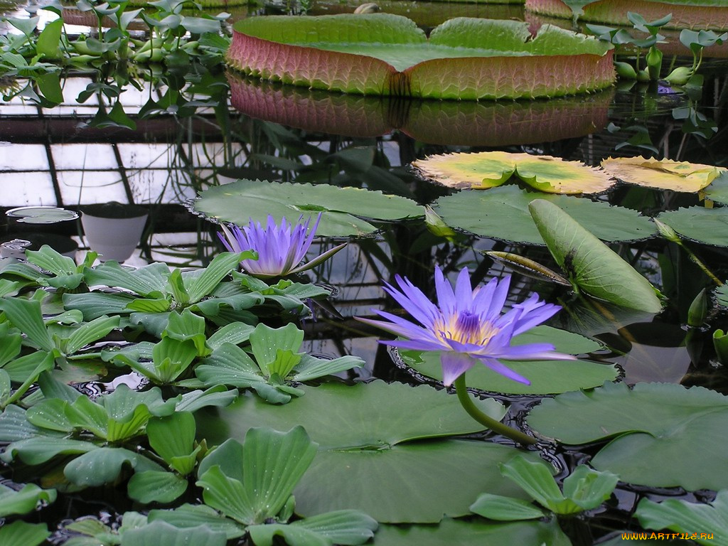 цветы, лилии, водяные, нимфеи, кувшинки