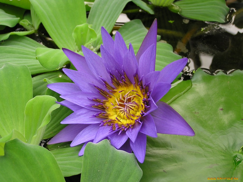 цветы, лилии, водяные, нимфеи, кувшинки