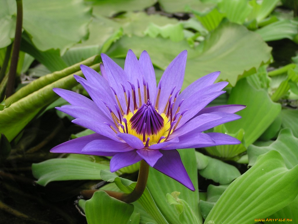 цветы, лилии, водяные, нимфеи, кувшинки