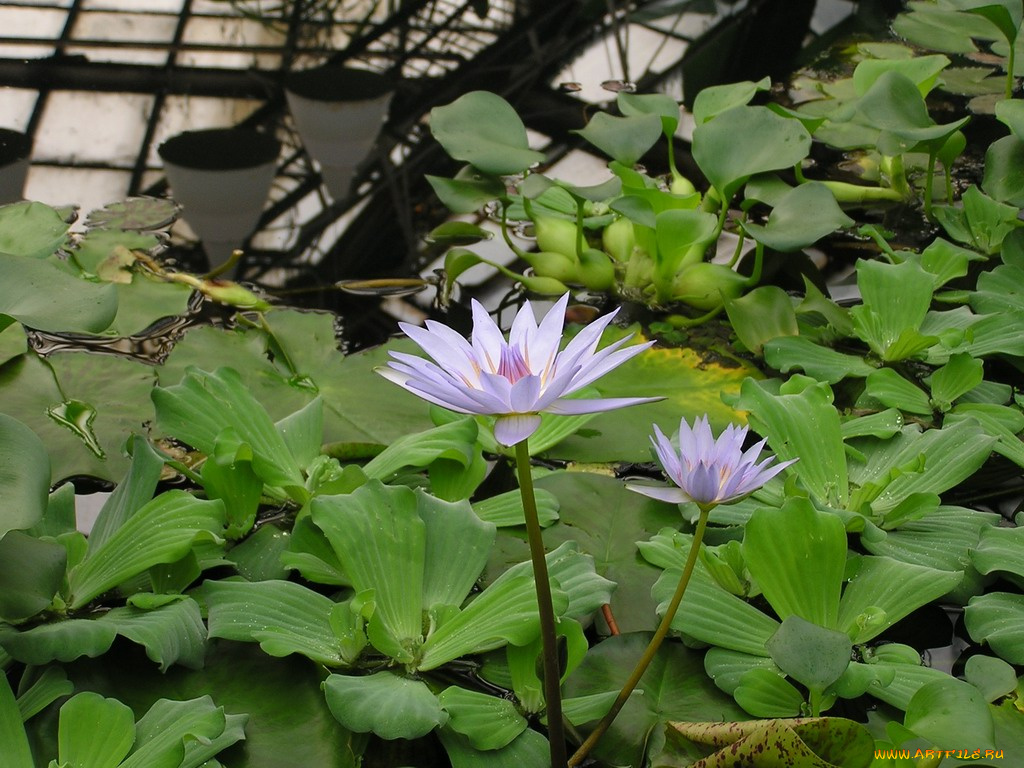 цветы, лилии, водяные, нимфеи, кувшинки