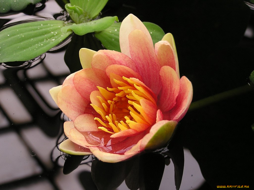 цветы, лилии, водяные, нимфеи, кувшинки