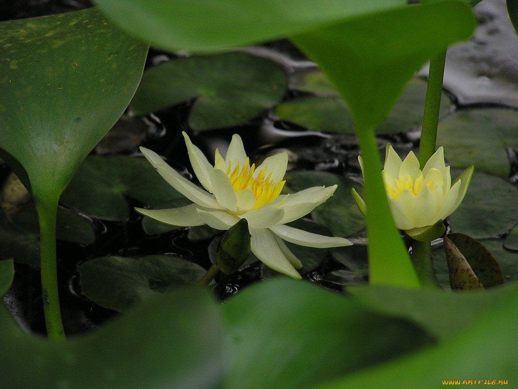 цветы, лилии, водяные, нимфеи, кувшинки
