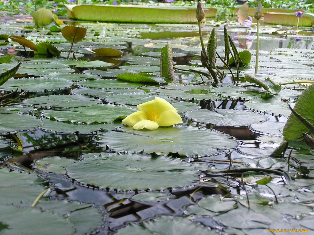 природа, листья