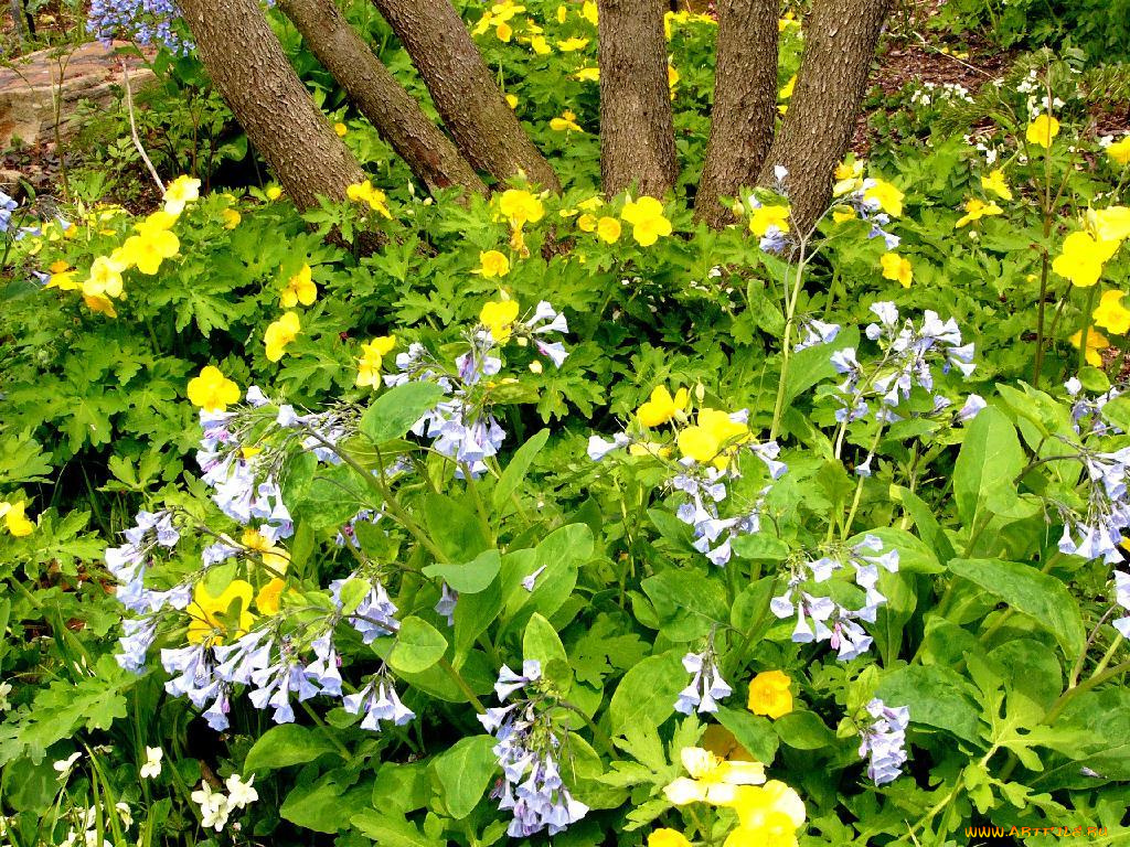 wildflowers, in, the, prarie, garden, цветы, луговые, полевые