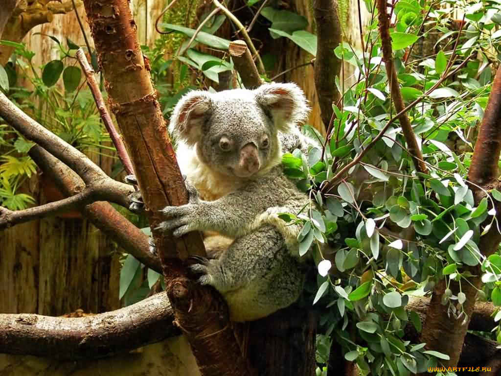 животные, коалы