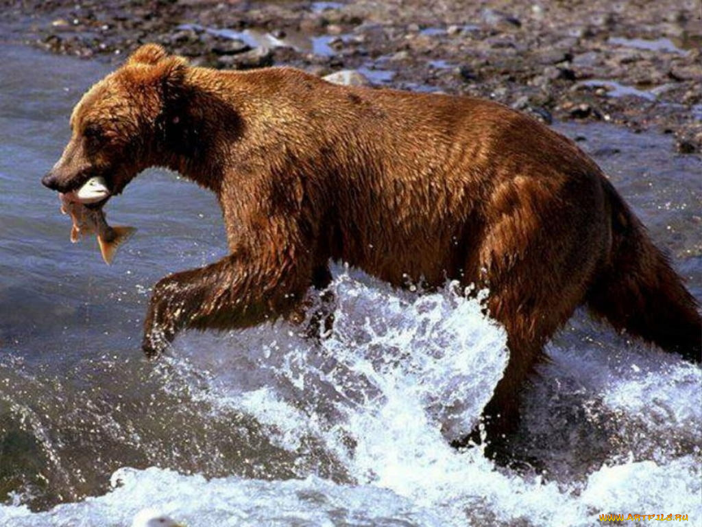 животные, медведи