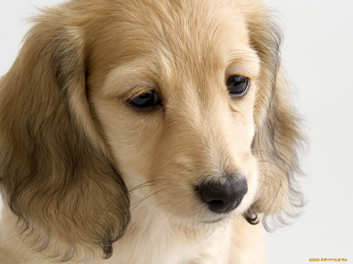 животные, собаки