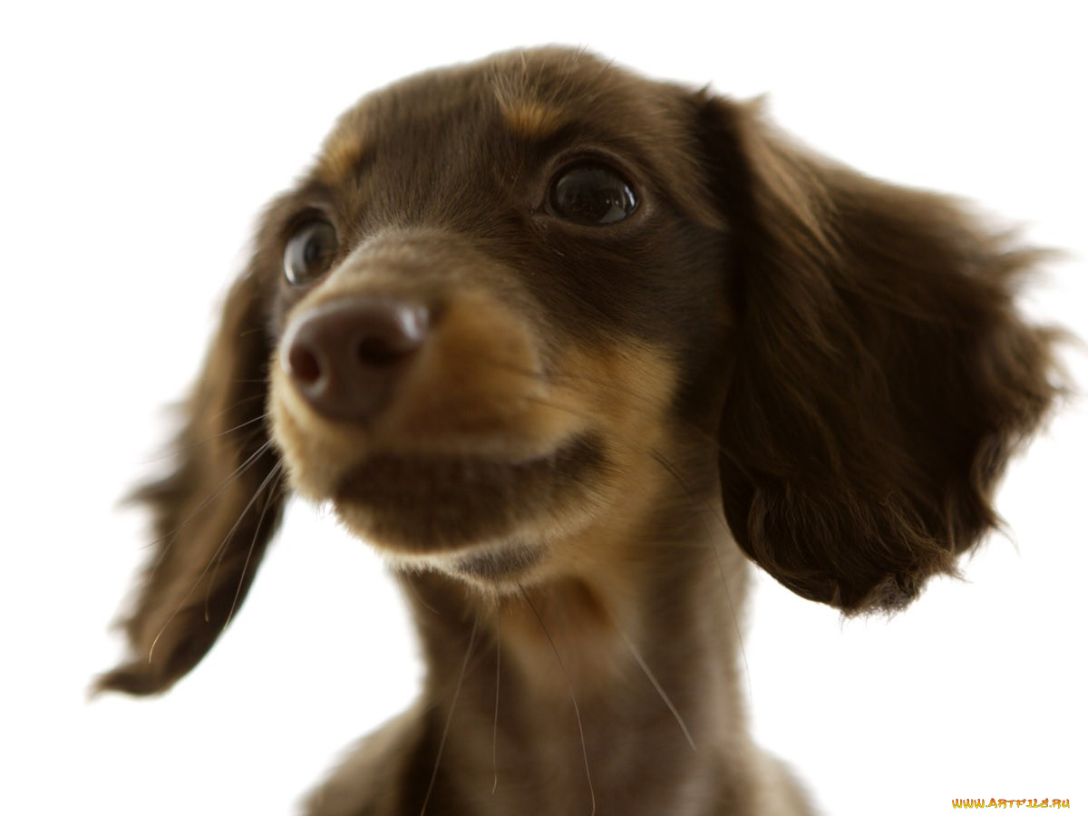 животные, собаки