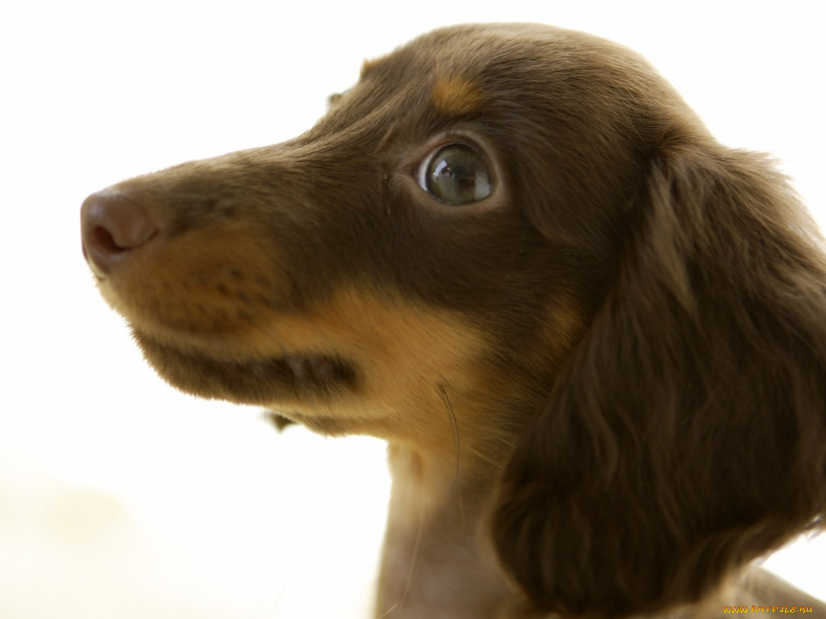 животные, собаки