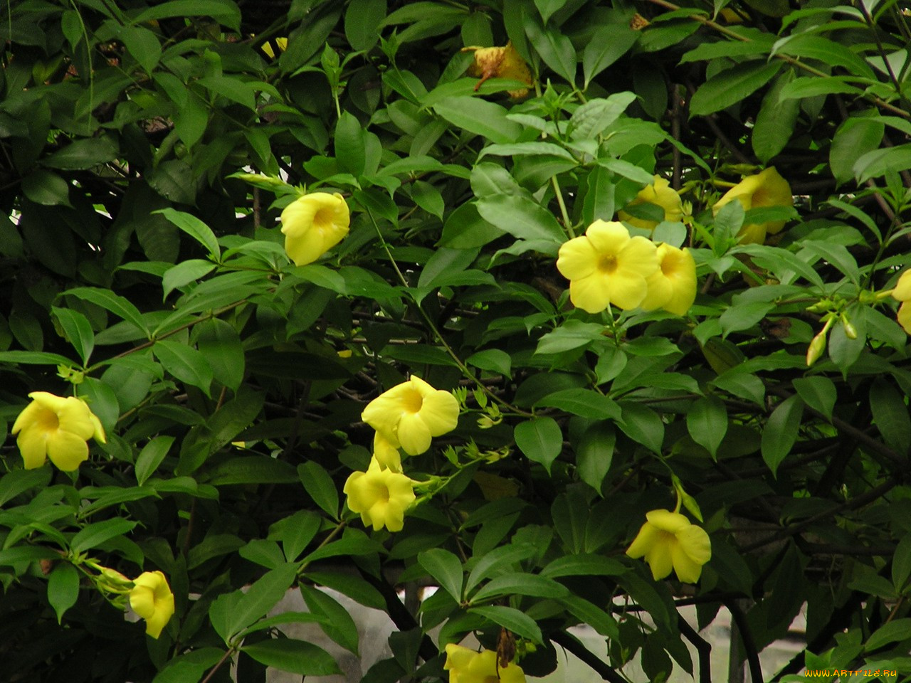 цветы, алламанда