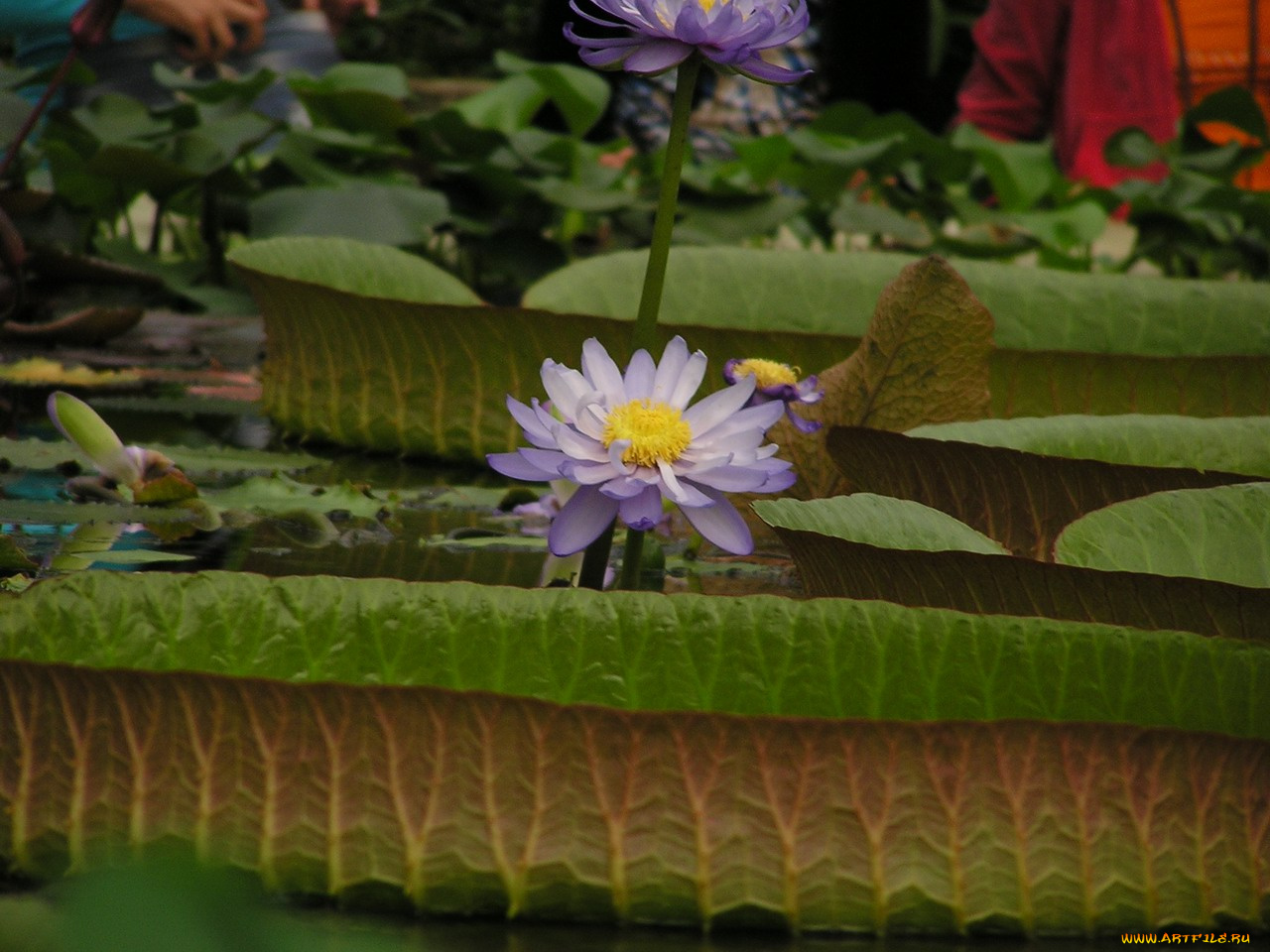 цветы, лилии, водяные, нимфеи, кувшинки