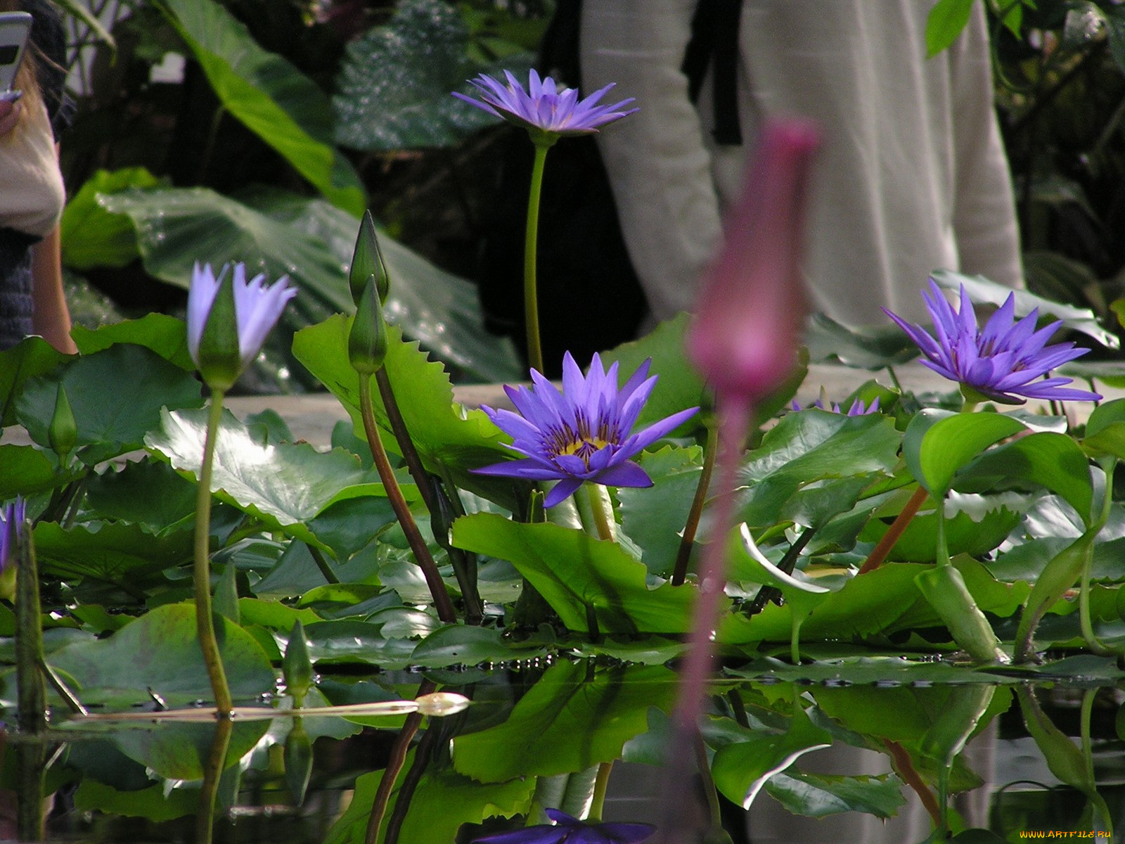 цветы, лилии, водяные, нимфеи, кувшинки