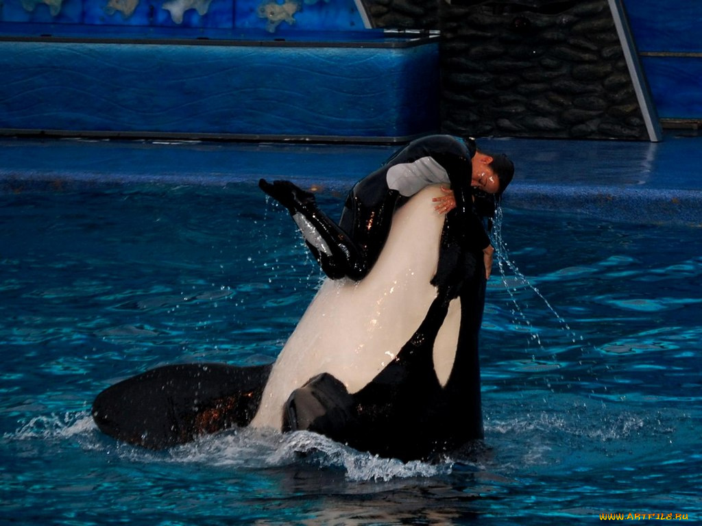 животные, косатки