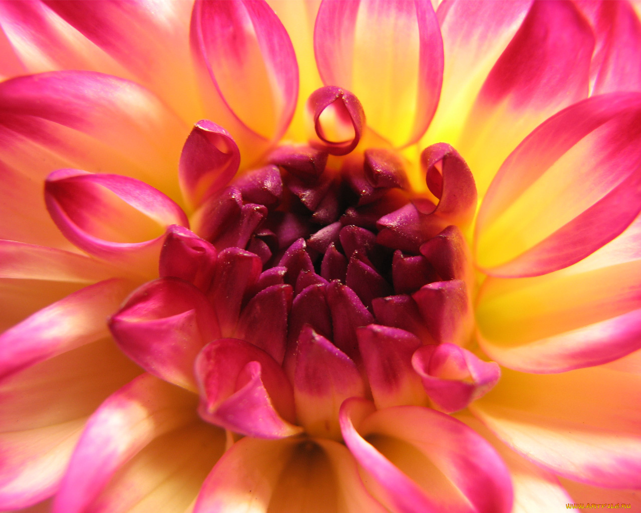 цветы, георгины