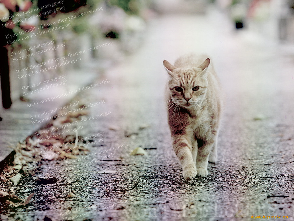 животные, коты