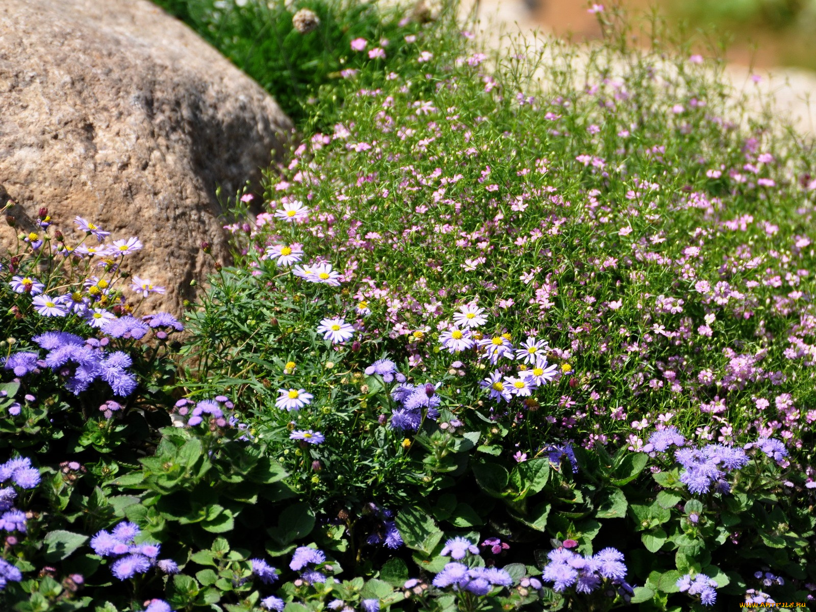 цветы, разные, вместе