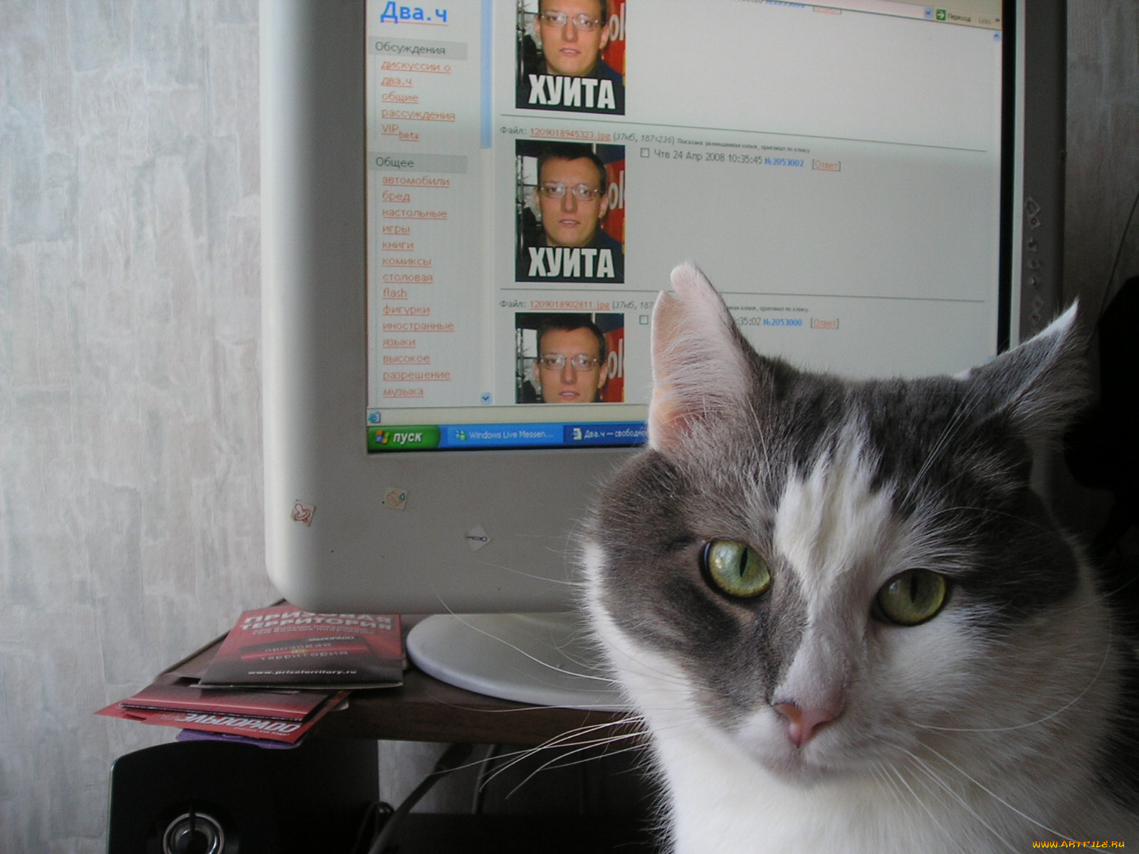 with, cat, животные, коты