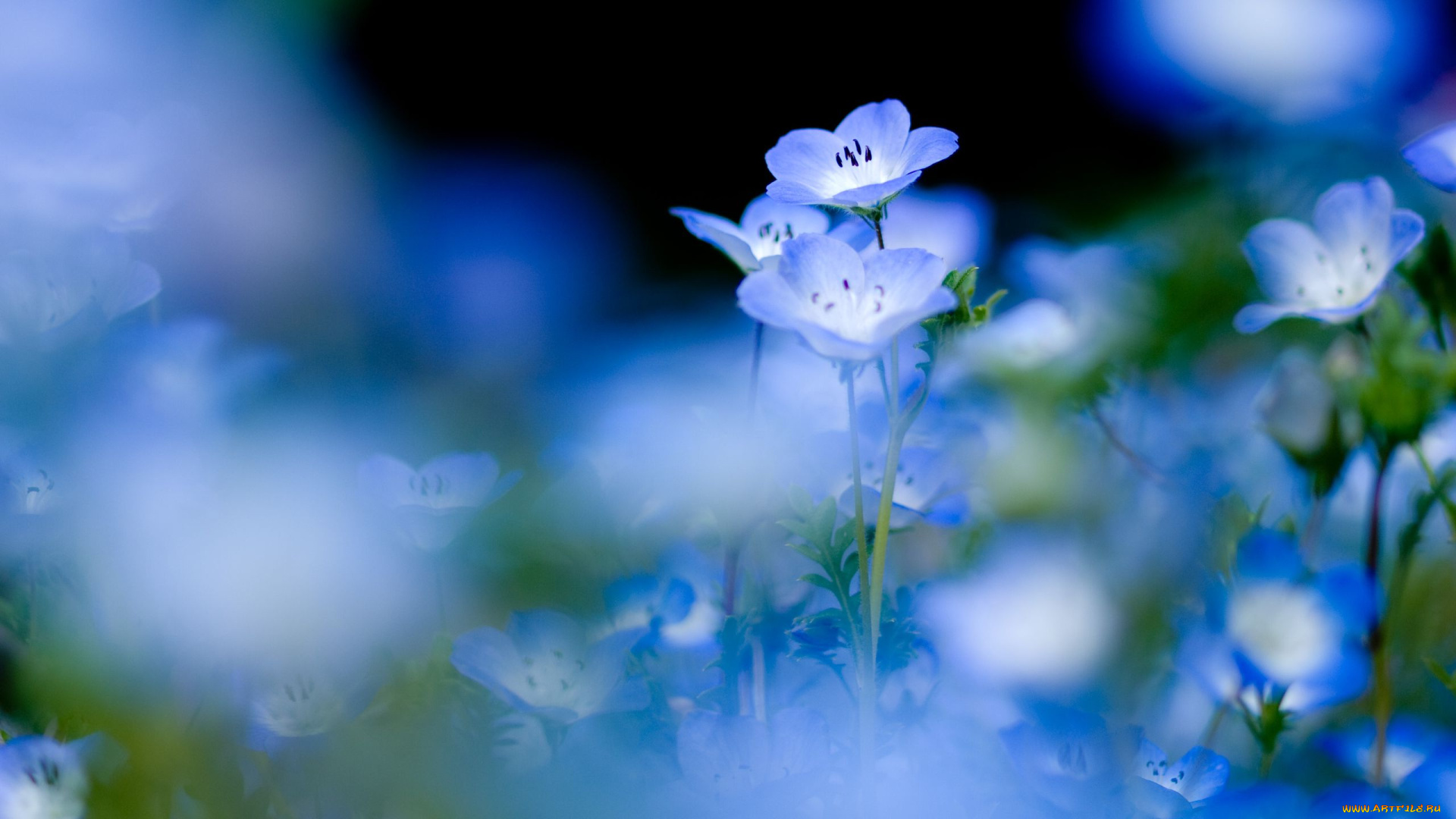 цветы, немофилы, вероники